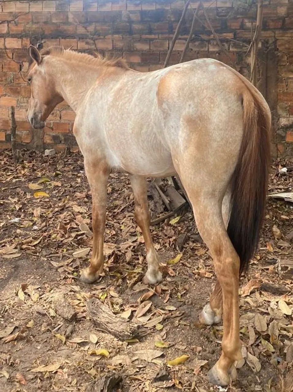 Vendo cavalos mestiços  - Foto 2