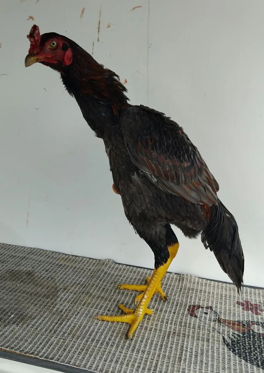 FRANGO MURA EXÓTICO DE QUALIDADE!!