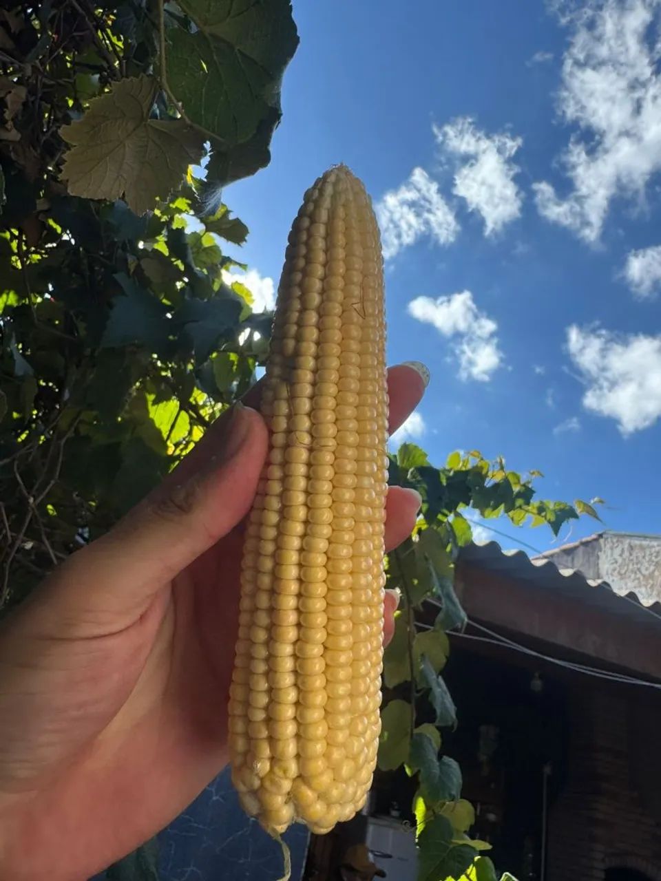 Milho verde $20 a DÚZIA  - Foto 4