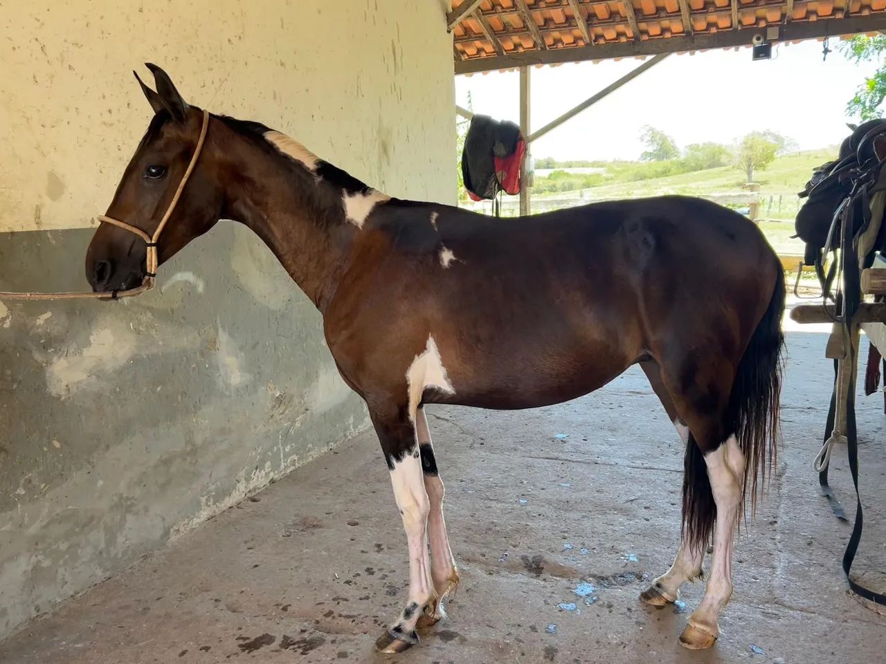 Potro Mangalarga Marchador Registrado Abccmm  - Foto 4
