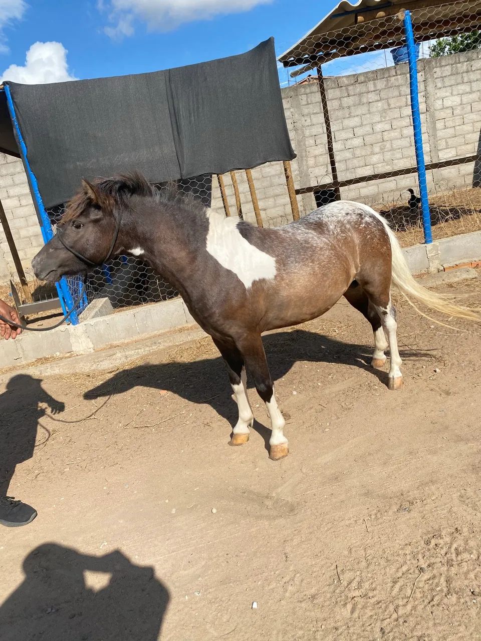 Pônei a venda  - Foto 2