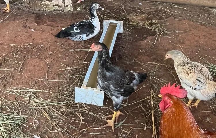 Patos  - Foto 3