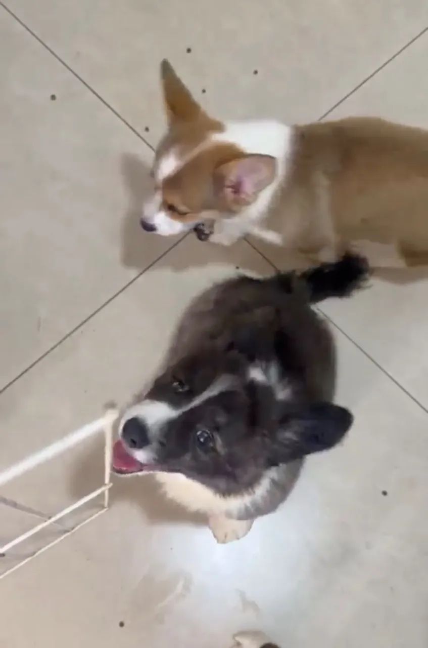 Filhote Corgi macho  - Foto 5