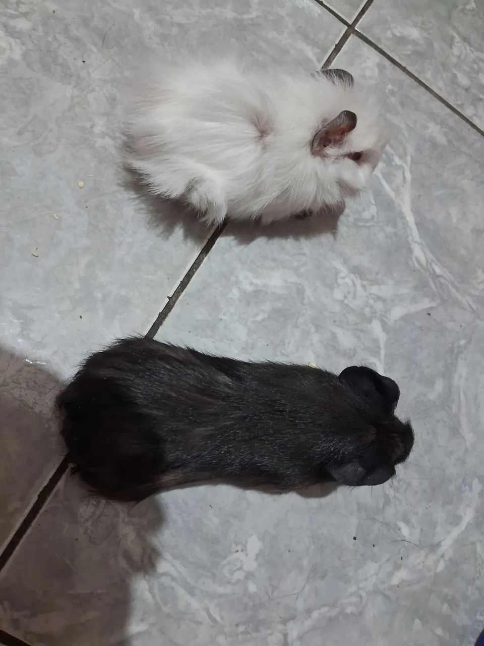Vendo 2 pouquinho da Índia às 2 é fêmea  