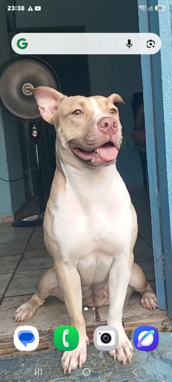 Pitbull - Foto 2