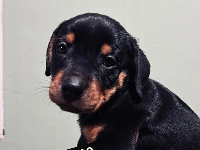 Rottweiler forte e saudavel