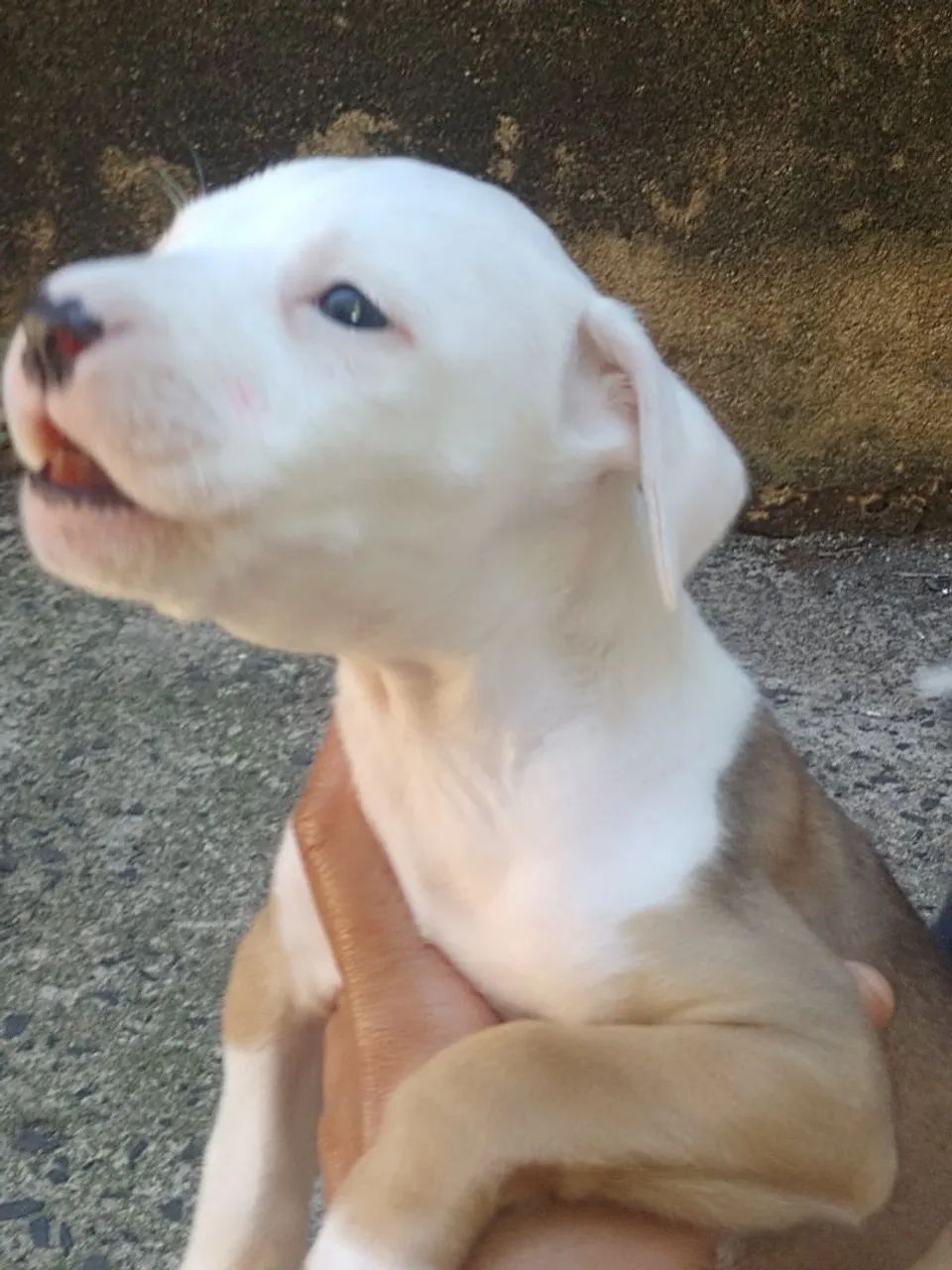 Vendo - Foto 4