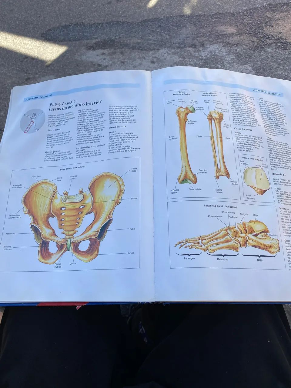 Atlas de anatomia E saúde  - Foto 3