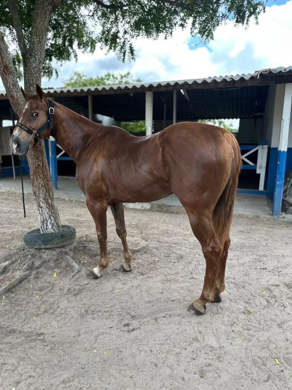 Cavalo de esquerda  - Foto 2
