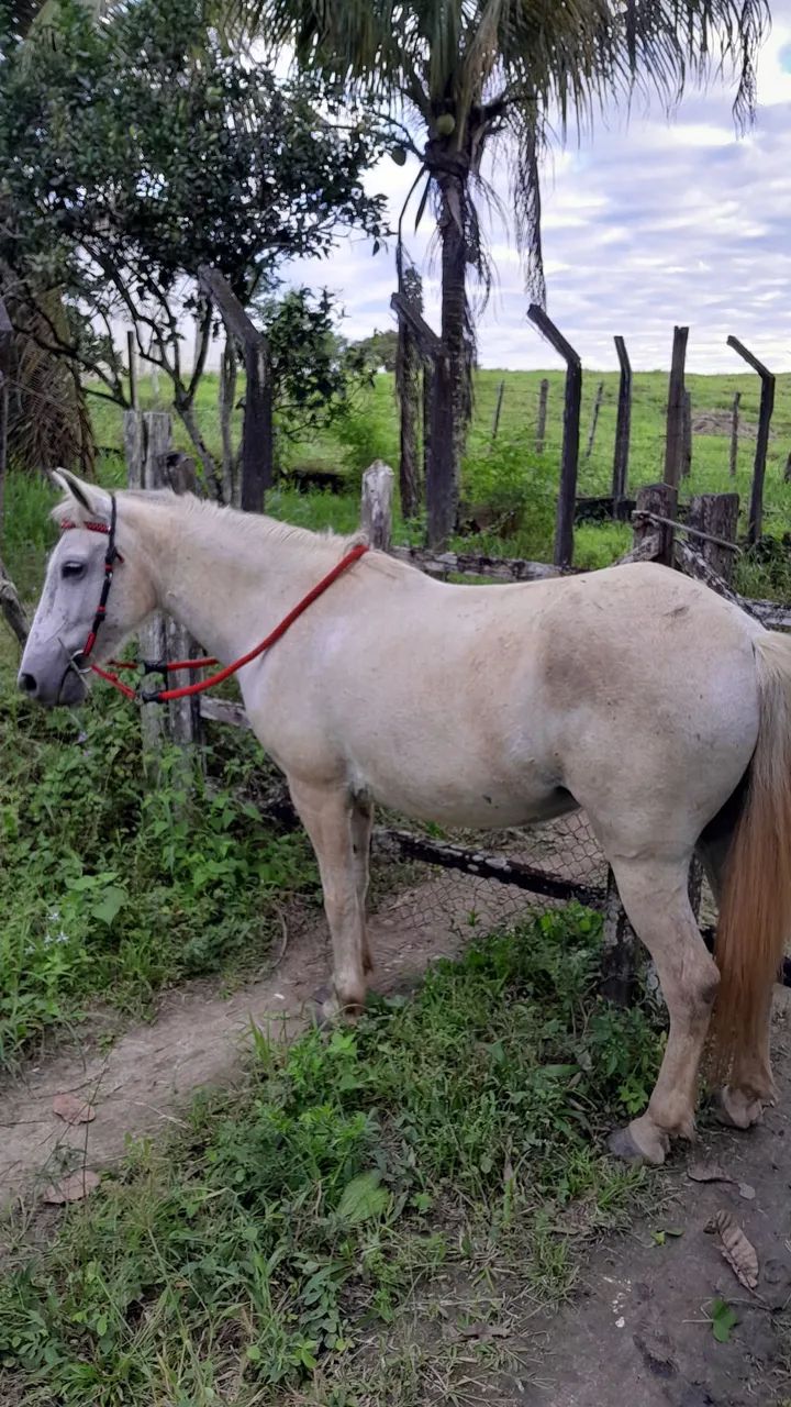 Cavalo capado, de pisada e manso pra qualquer criança montar  - Foto 4