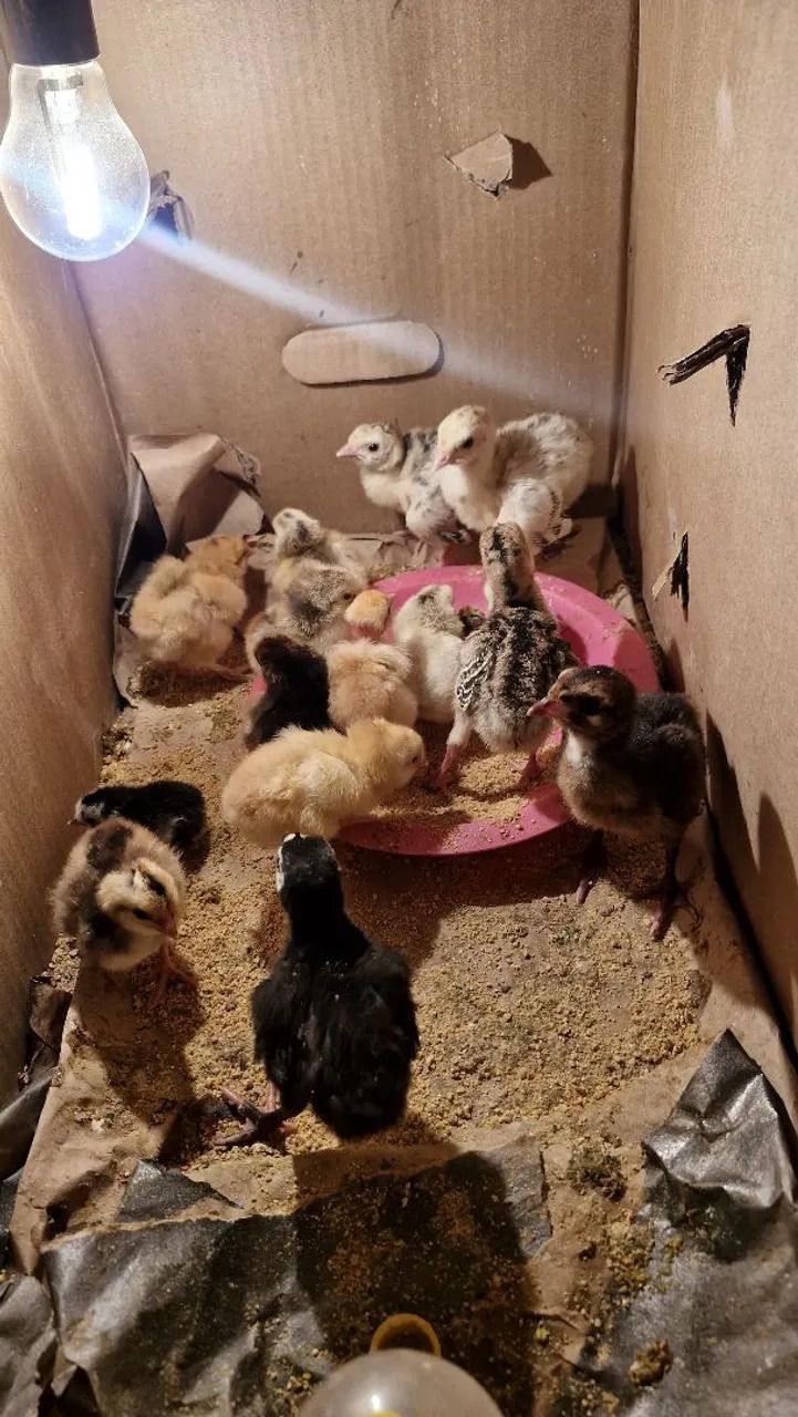 Vende se filhote de perú e filhote de pinto caipira  - Foto 2