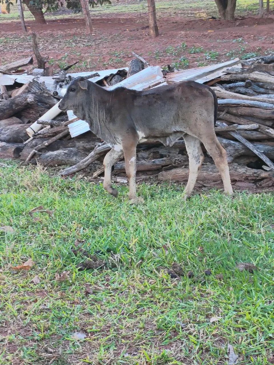 Vaca com bezerra nelore 