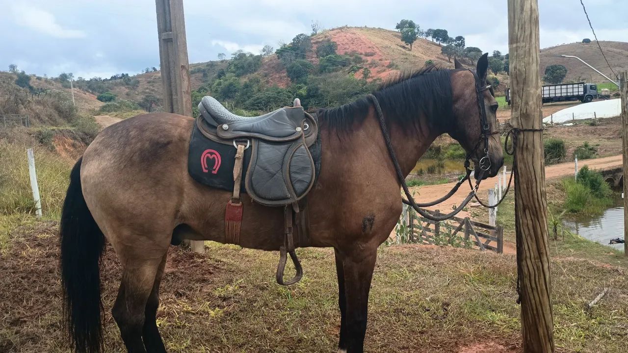 Vendo cavalo ótimo para cavalgada  - Foto 3
