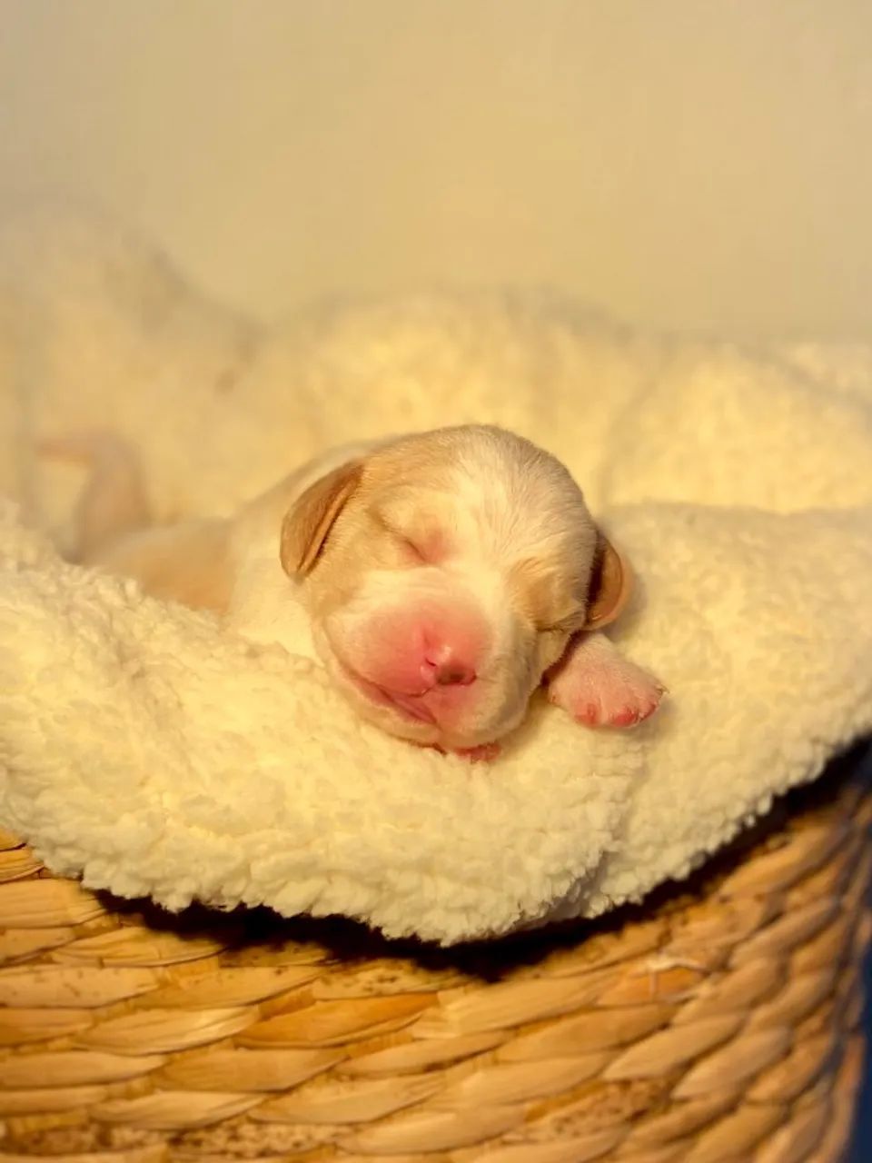 Beagle - Foto 5