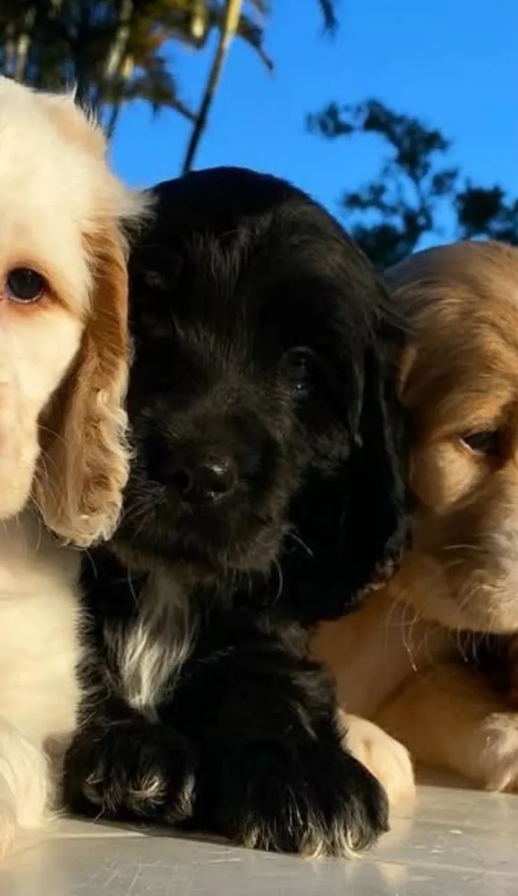 Cocker spaniel - Foto 2