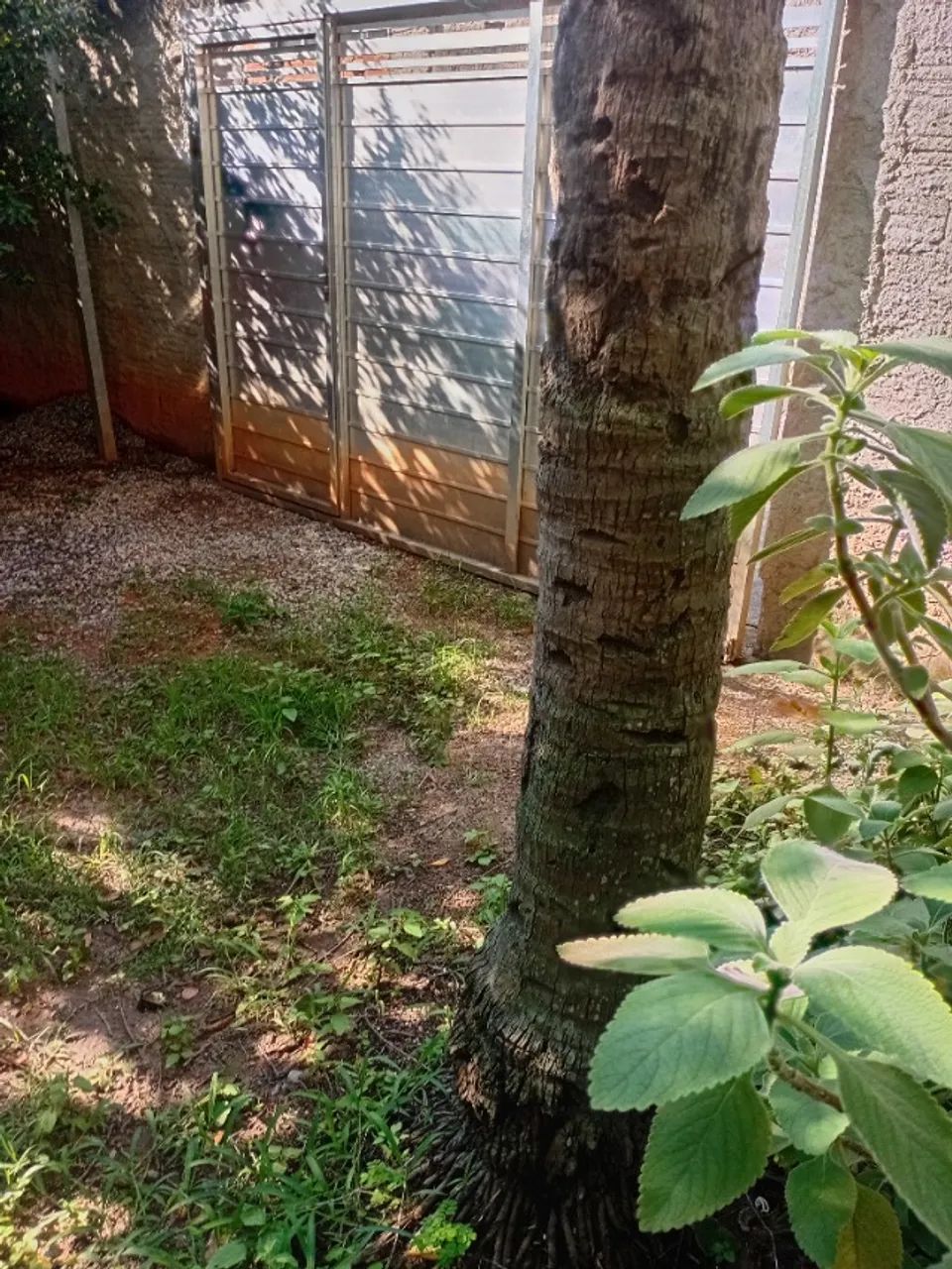 Árvores frutíferas  - Foto 2