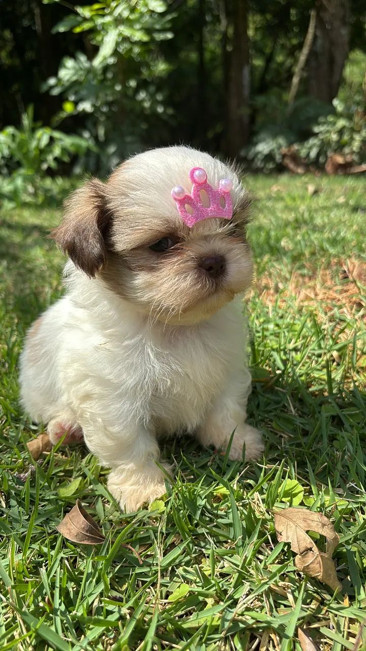 Vendo Fêmea e Macho de Shitzu Mini  - Foto 3
