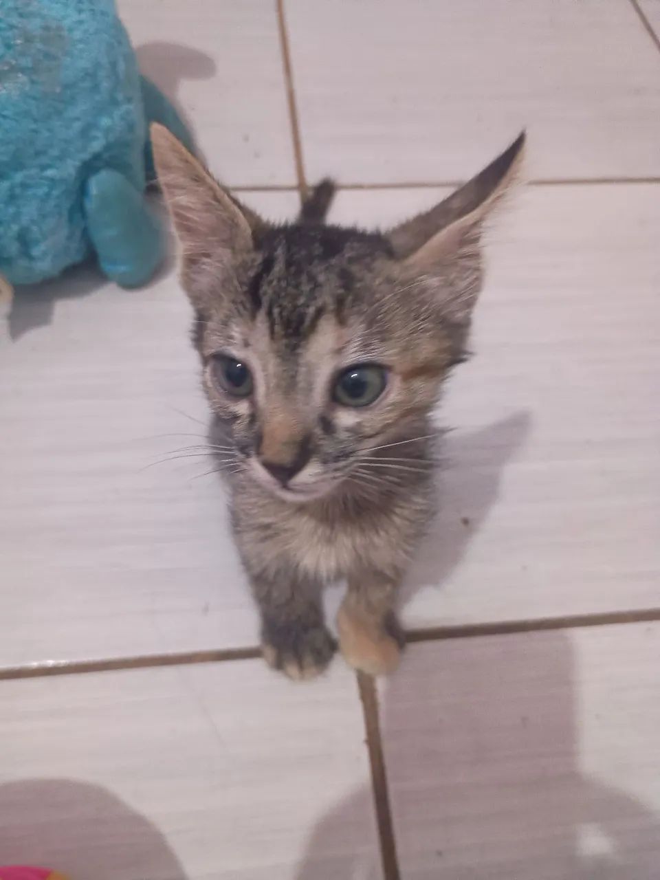 Gata para doação  - Foto 2