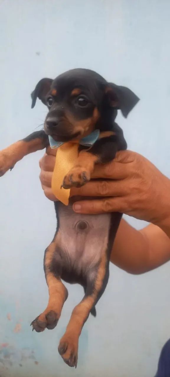 Cachorro pischer filhotes - Foto 5