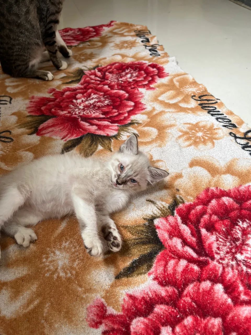 Doação de gato 