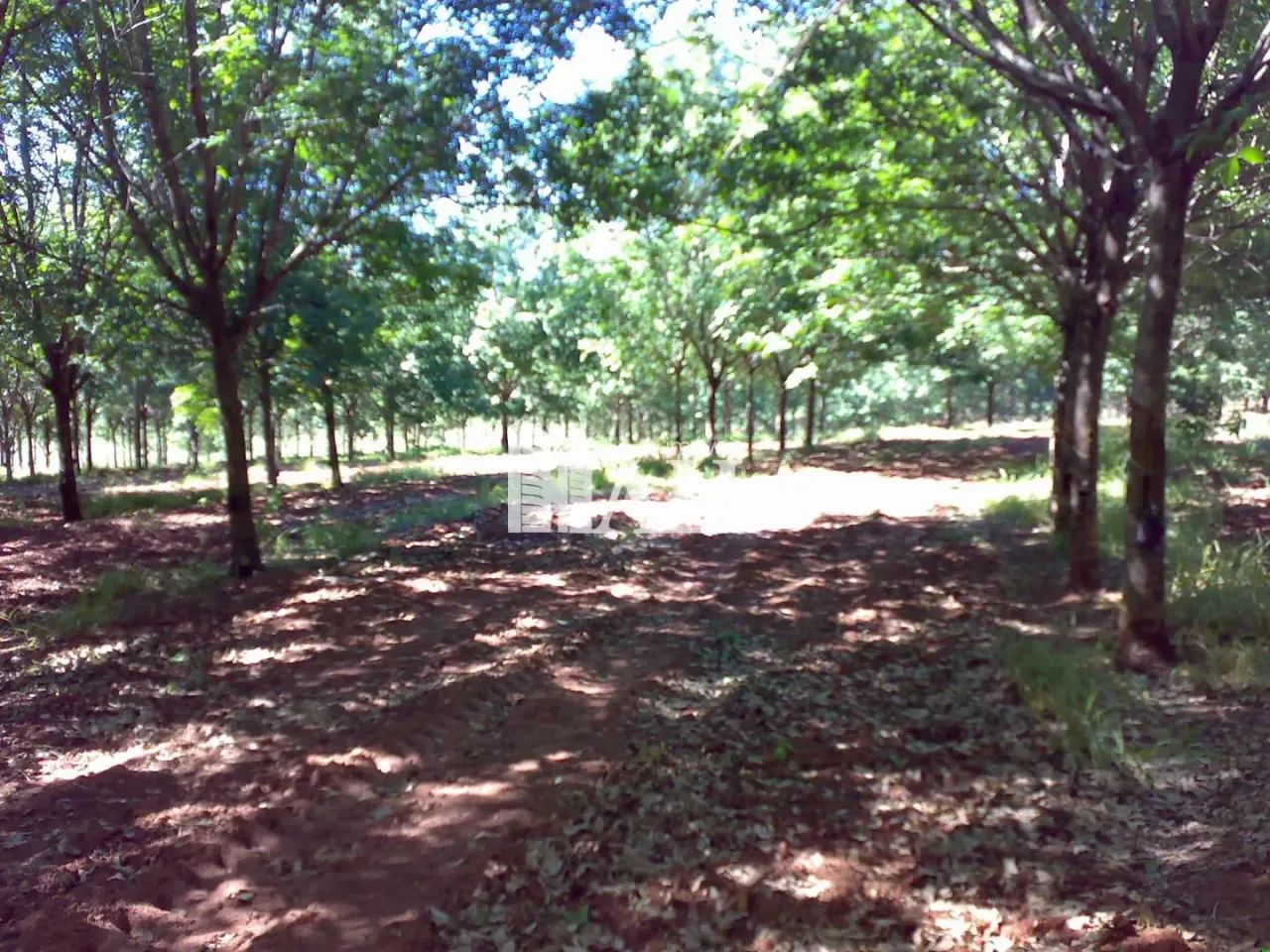Fazenda com 2 quartos, Centro, Caiuá - Foto 5