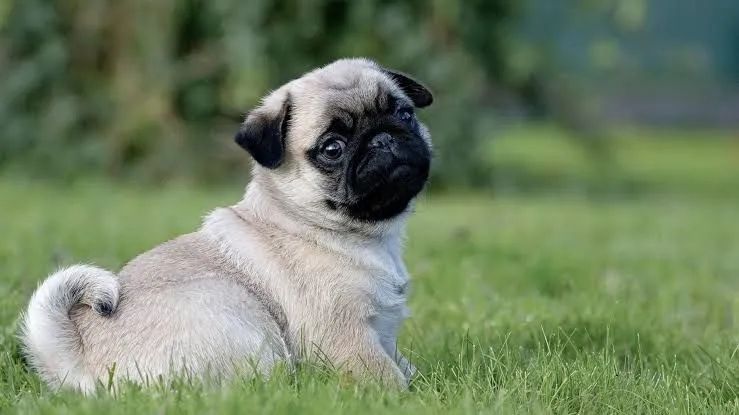 Filhotes de pug - Foto 5