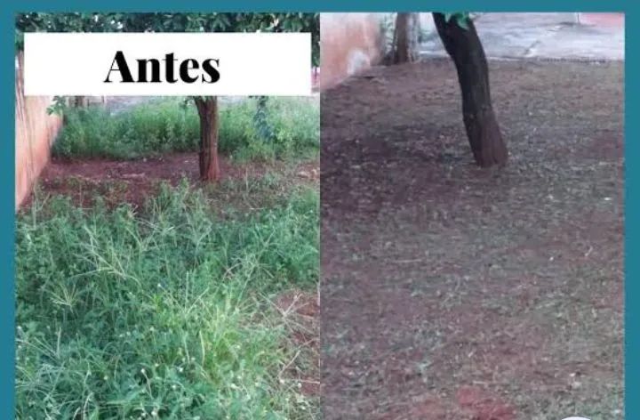 Podas de árvores e jardinagens  - Foto 3