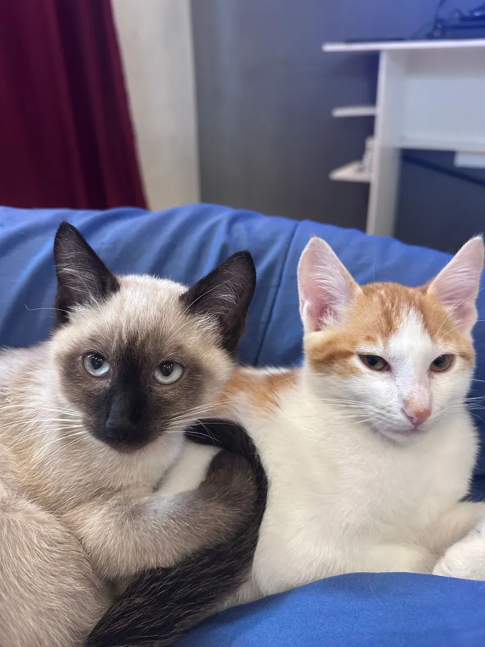 Gatos - Foto 4