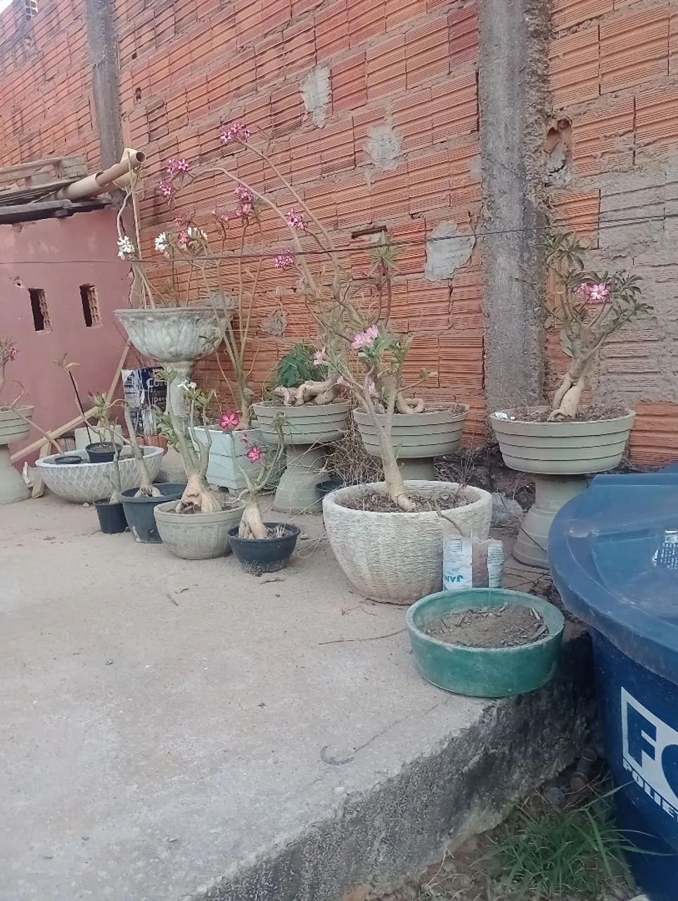 Rosas do deserto 