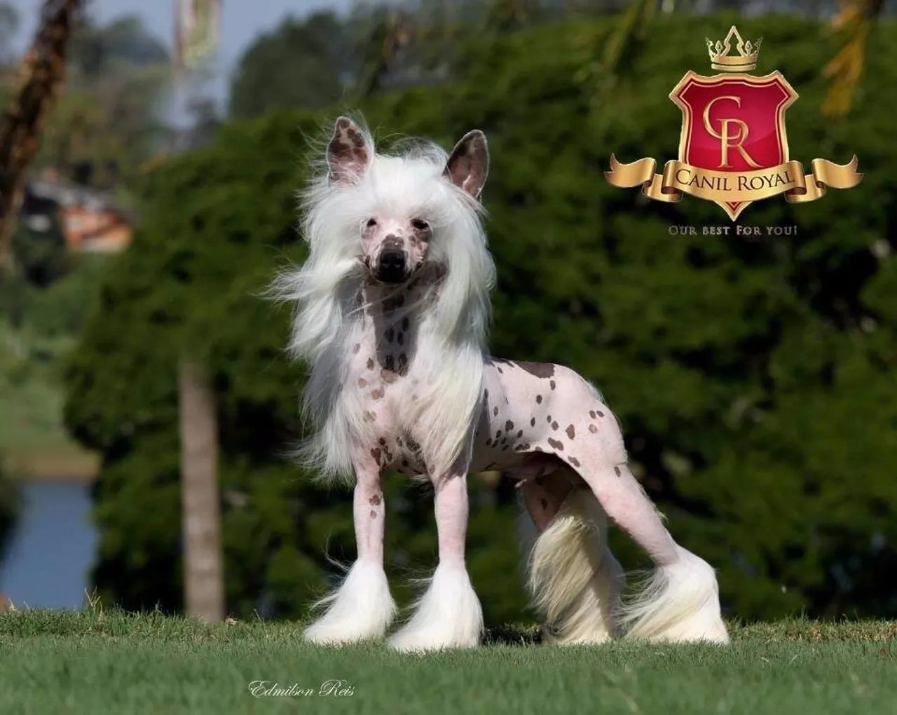 Cão de Crista Chinês filhotes - Foto 5