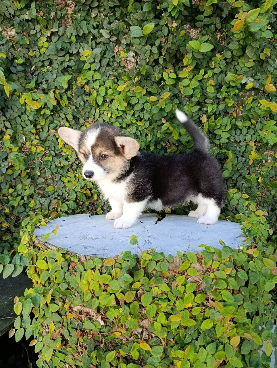 Lindos, Corgi Pembroke  - Foto 4