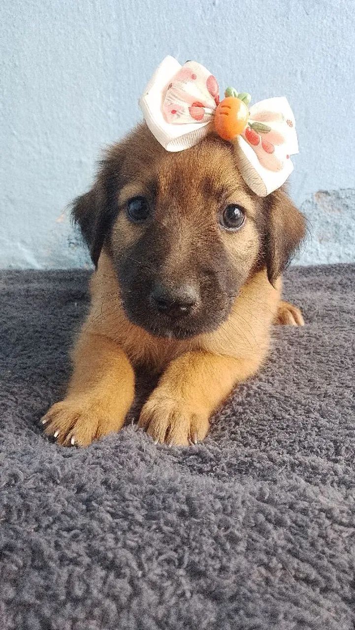 Pet 