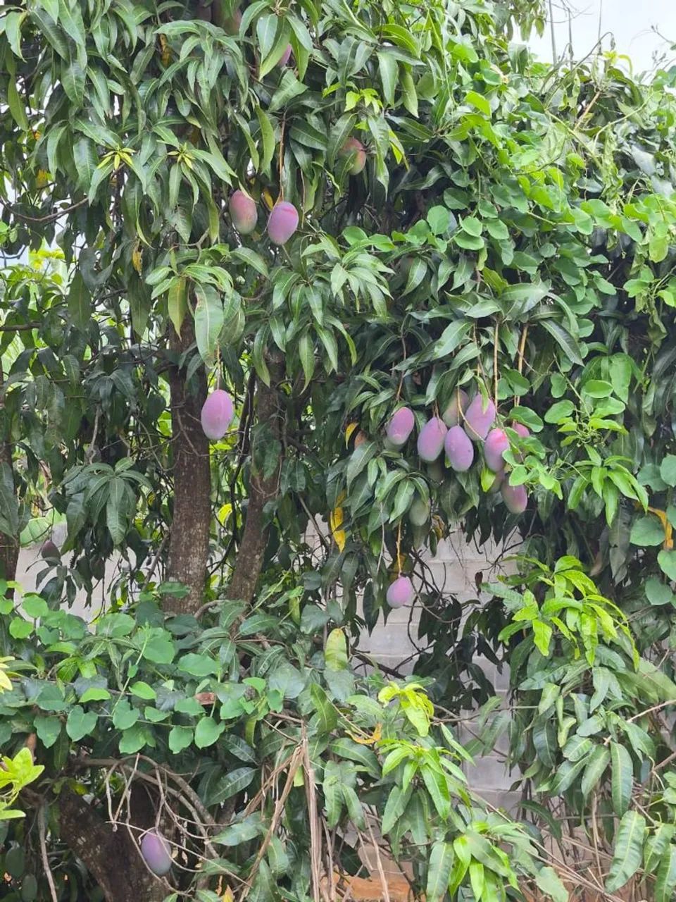 Condomínio Chácaras Itália - Excelente Localização. - Foto 8