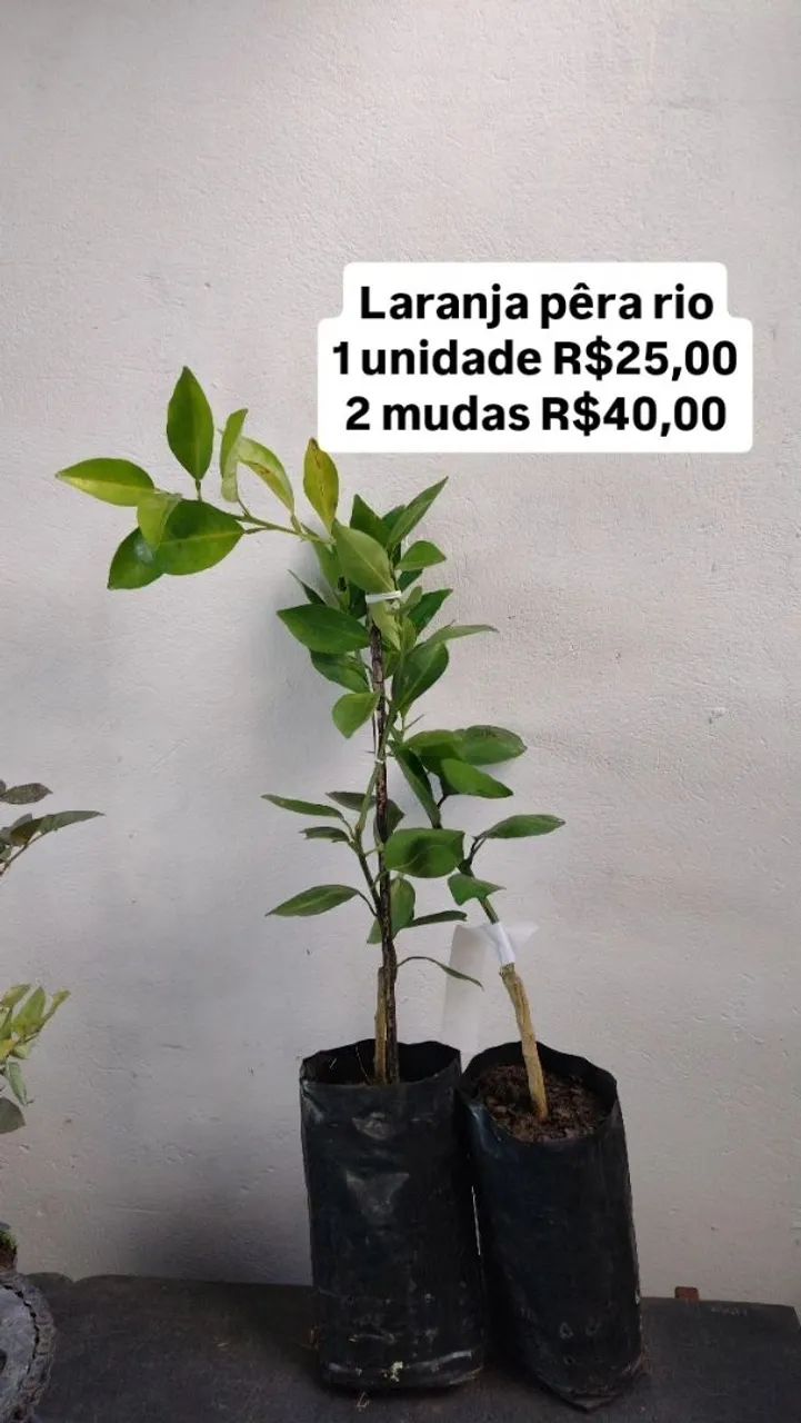 Frutíferas  - Foto 3