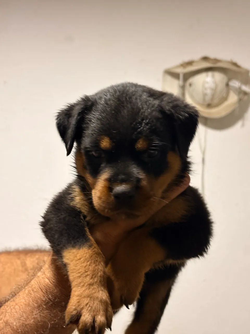 Rottweiler - Foto 5