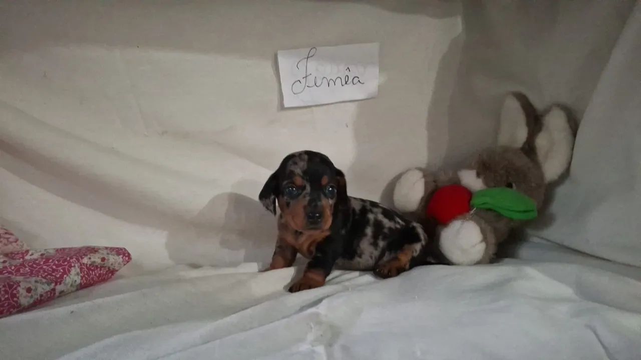 Bebês de Teckel arlequim  - Foto 2