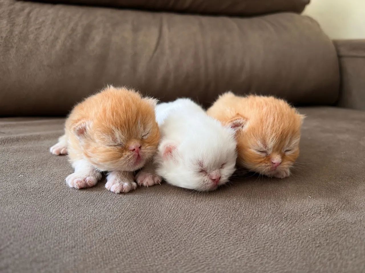 Gato Persa - Foto 2