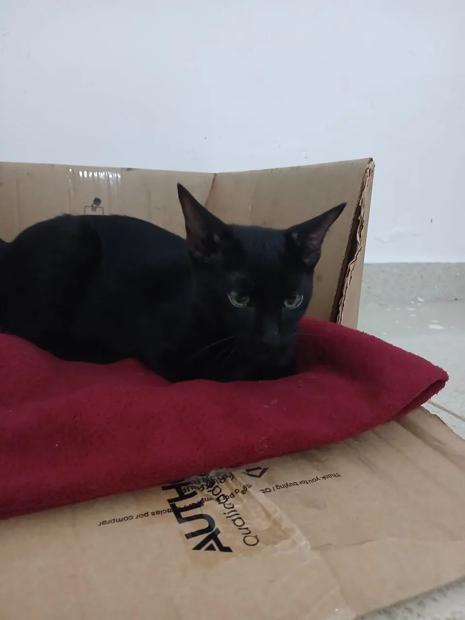 Gato para adoção - Foto 3
