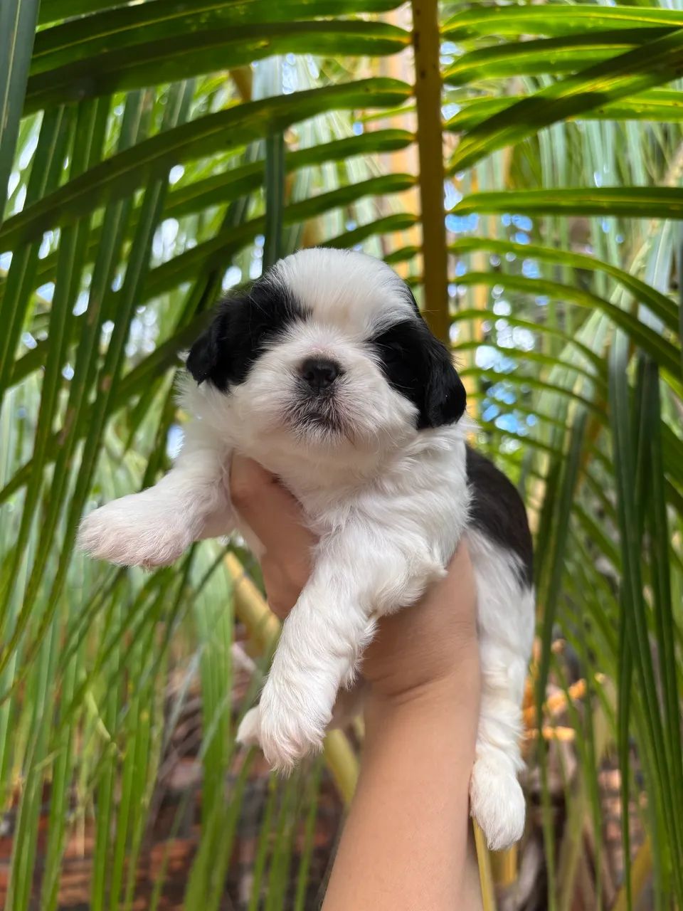 Shihtzu Macho  - Foto 3
