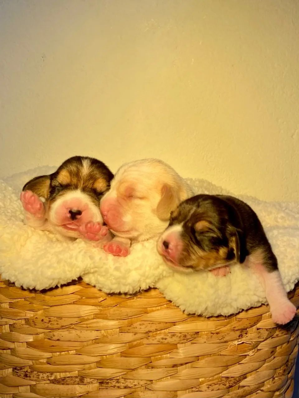 Beagle - Foto 2