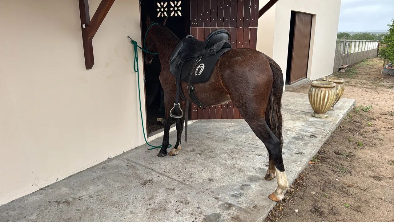 Potro Castanho Mangalarga Marchador 2 Anos - Em Fase de Doma - Foto 4