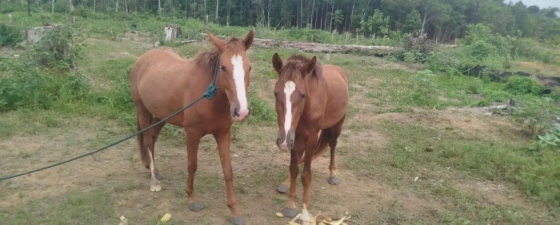 vendo cavalo e égua mansa - Foto 2