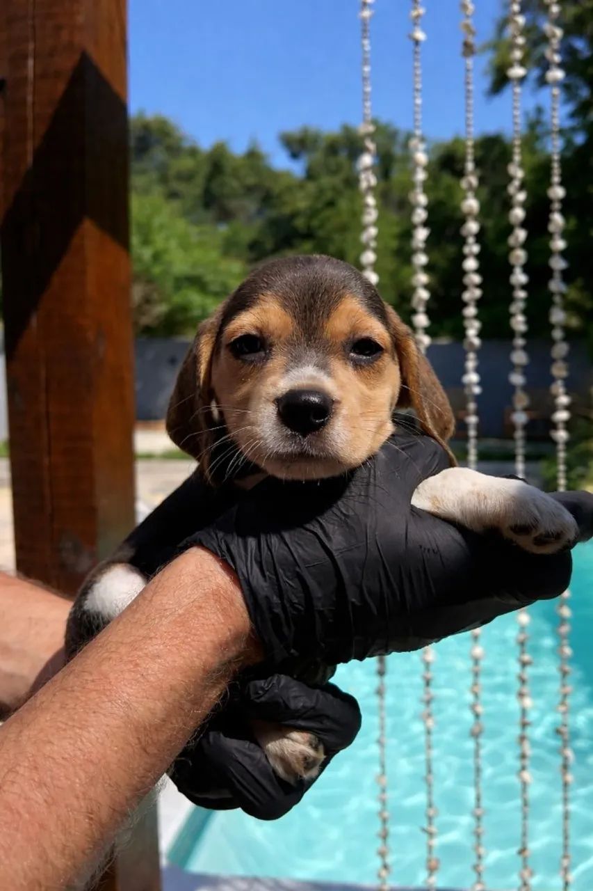 beagles 