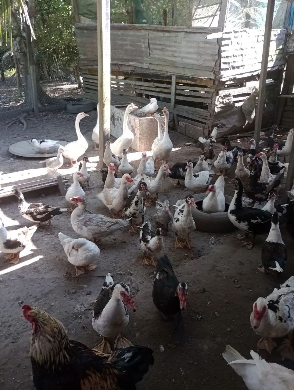 Patos regional  - Foto 2