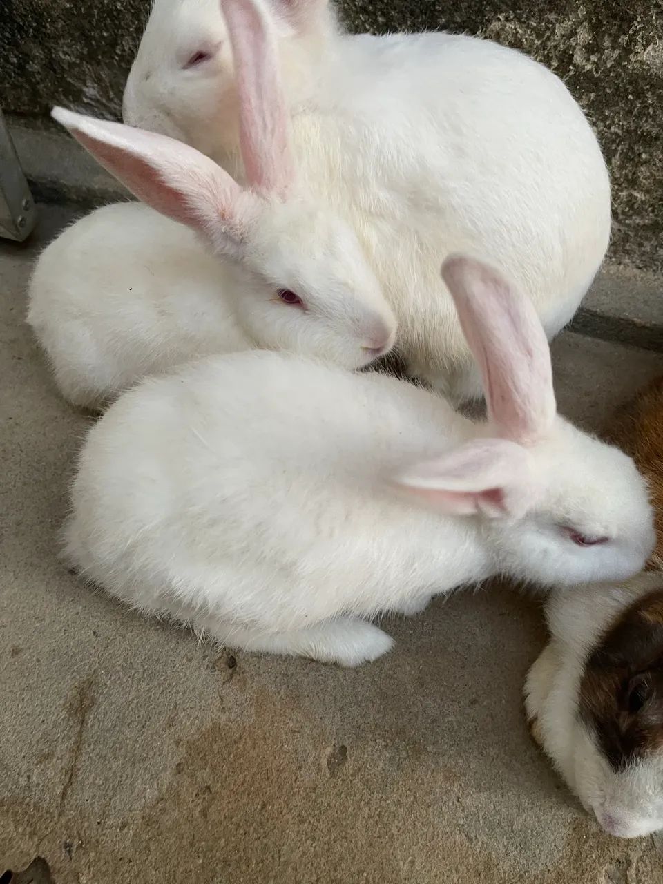 Venda de coelhos  - Foto 2