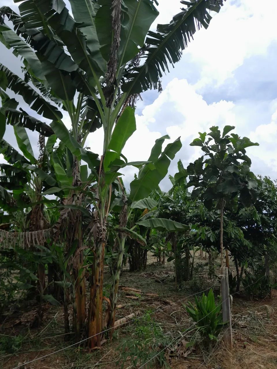 Área pra chácara s - Foto 2