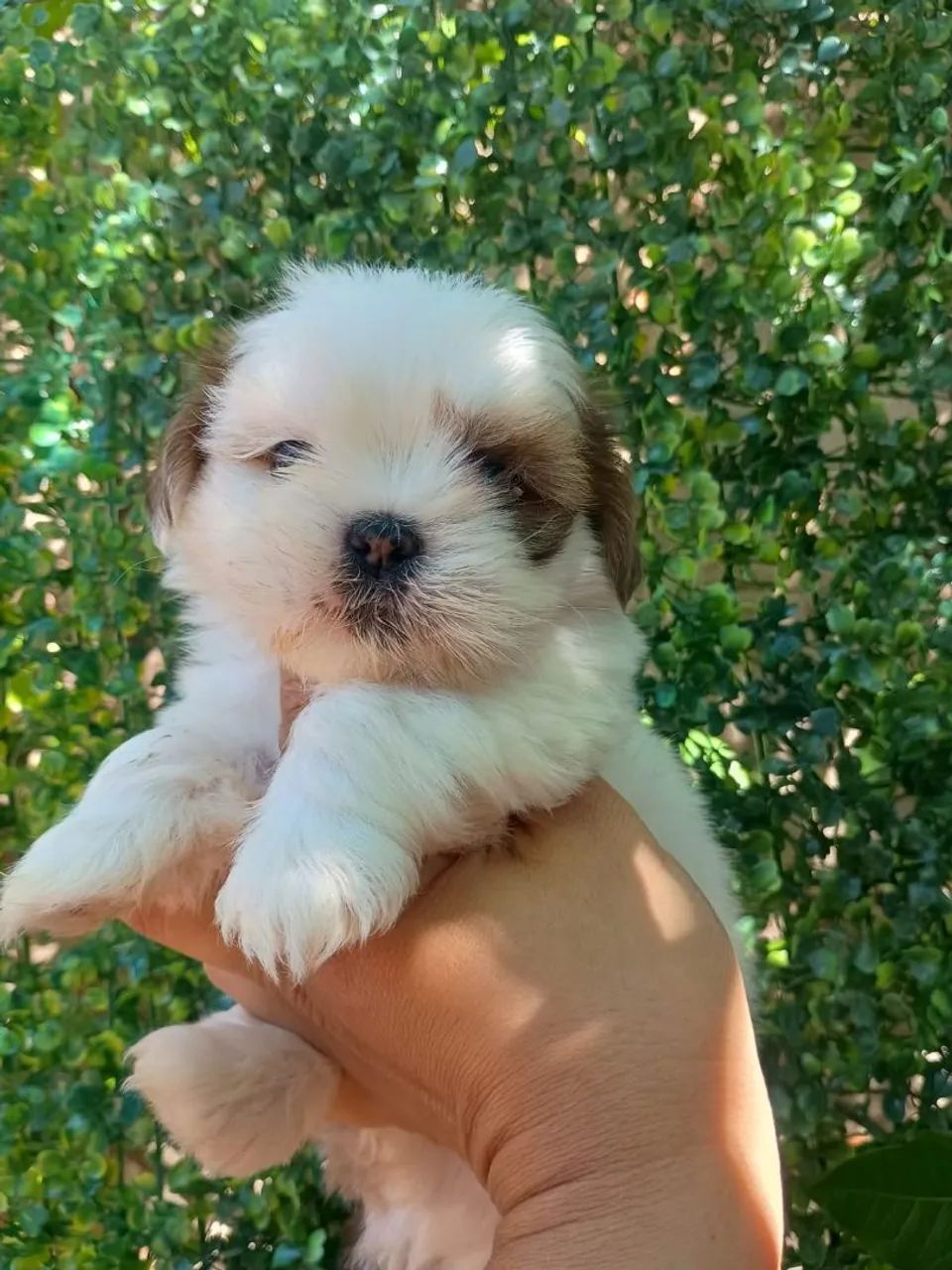 Shihtzu lindos filhotes 