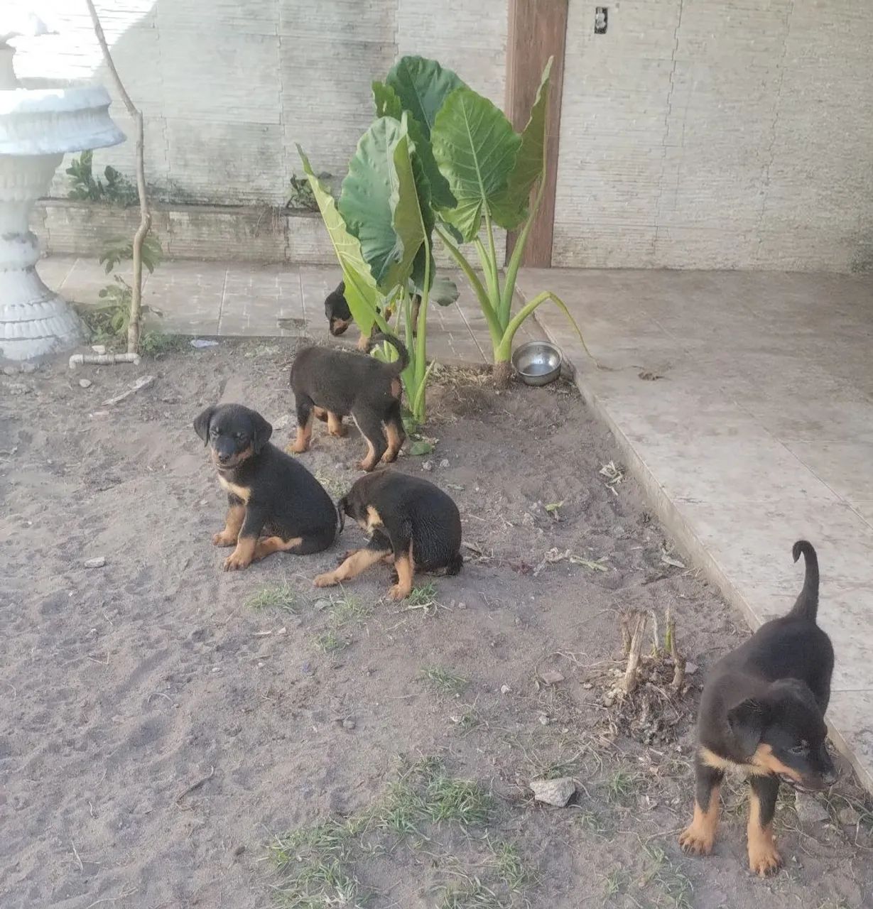 FILHOTES DE  Rottweilers 