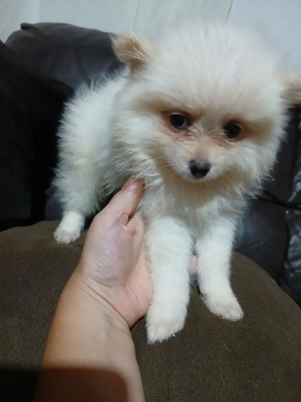 Filhote de Lulu da Pomerânia  - Foto 2