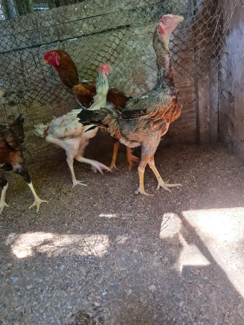 Galo é galinha índio gigante  - Foto 5